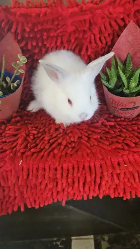 Mini coelho macho e fêmea 