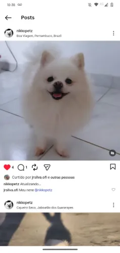 lulu da pomerana