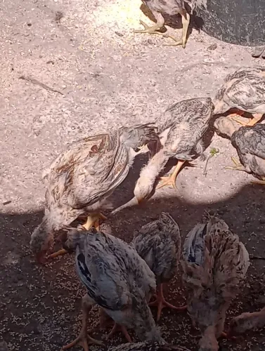 Franguinhos 