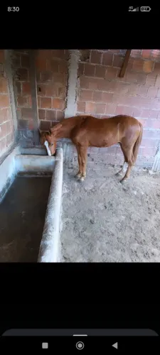 Cavalos 