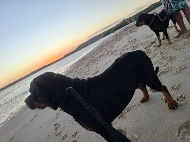 FILHOTES DE ROTTWEILER 600,00