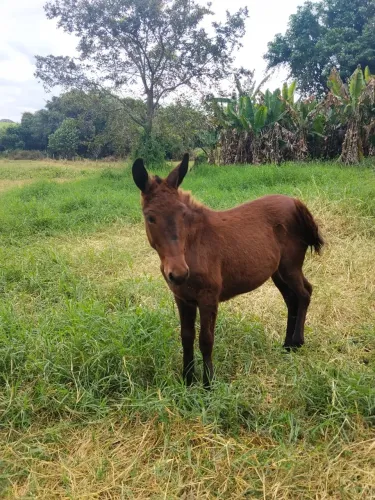 Vendo mula de 8 mês 