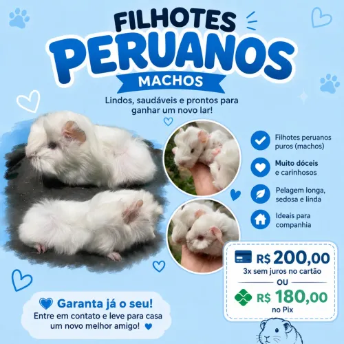 Porquinhos da índia 