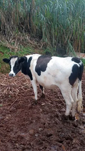 Vendo 3 novilhas da raça holandesa 4 a 5 meses de prenhez
