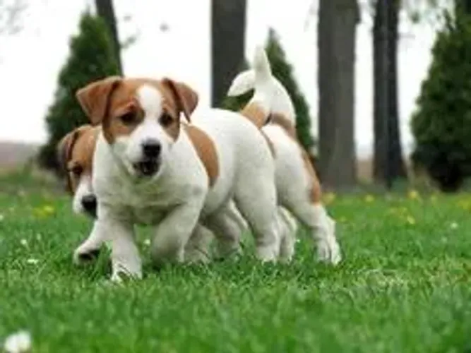 Jack Russel Filhotes