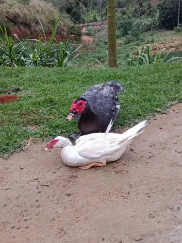 Casal de patos