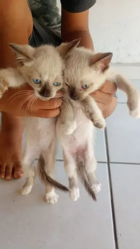 Pets ?