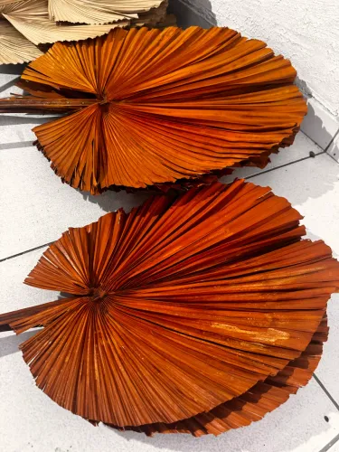Folhas de Latânia desidratadas - flores 