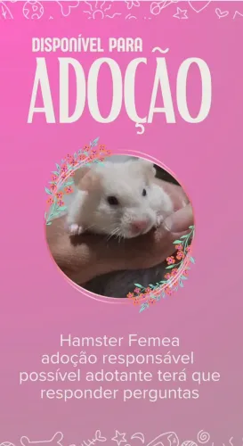 Doação de hamesters