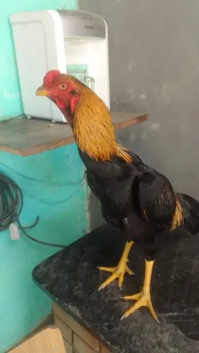 Galo indio