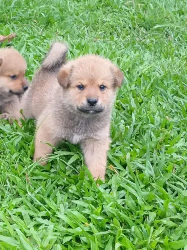 Filhotes mestiço Akita x rottweiler