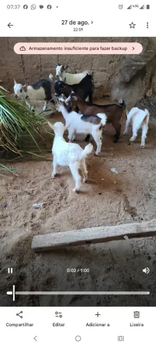 Mini cabras 