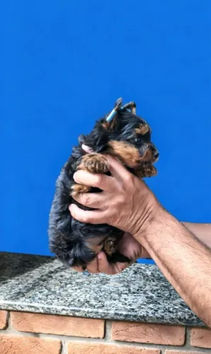 Yorkshire mini 