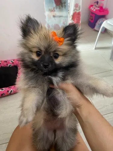 Filhote Lulu da pomerânia
