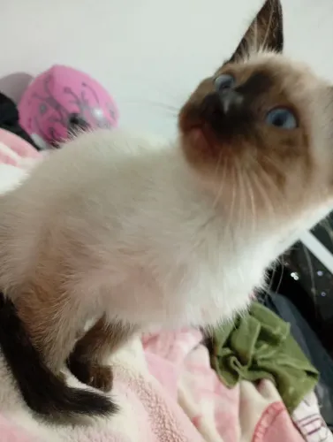 Gato 2 meses