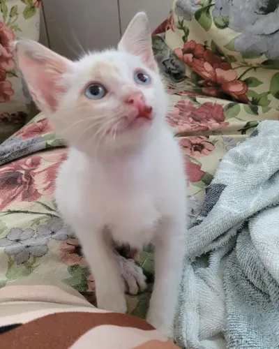 Gata branca 2 meses vermifugada