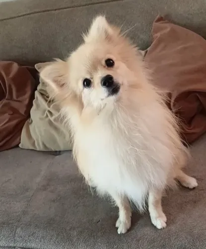 Spitz alemão Fêmea adulta