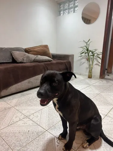 Adoção responsável, cachorro dócil, brincalhão e super sociável.