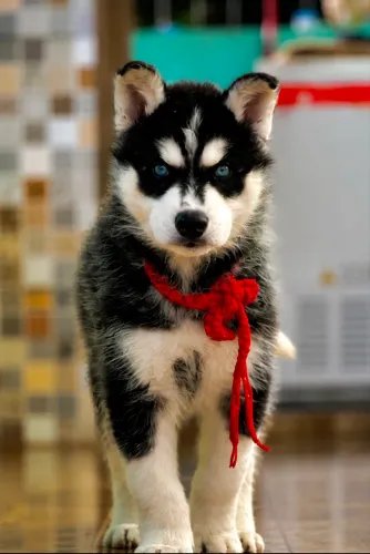 Husky siberiano