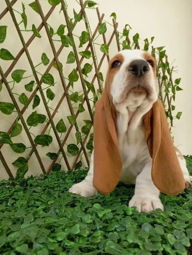 Filhotes de Basset Round bicolor machos