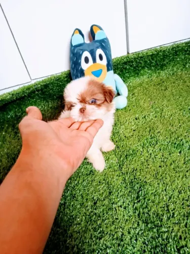Shihtzu macho principe