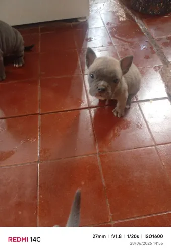 American bully fêmea pocket 