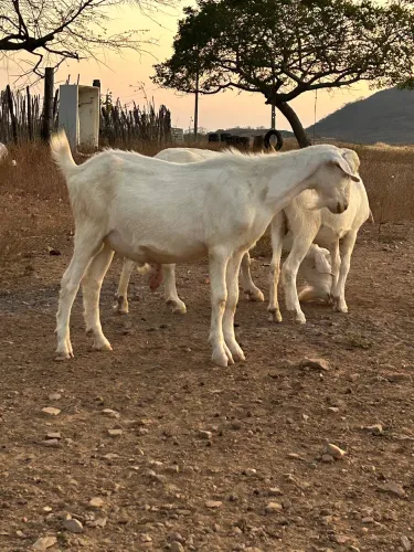 Cabrito Saanen