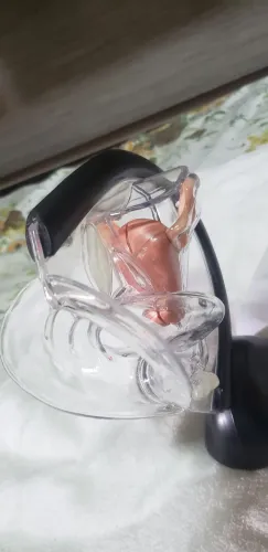 Modelo de utero reprodutivo 
