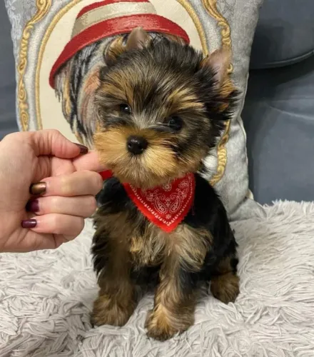Yorkshire Terrier Puro - Pronto para Entregar