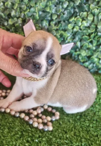 Chihuahua fêmea de pelagem curta tricolor