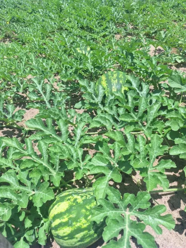 Roça de melancia Manchester