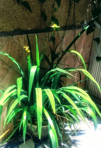 Planta - Lírio-do-Brejo / Hemerocallis (Lírio-amarelo