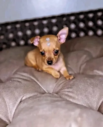 Pinscher -Seu amiguinho está aqui 