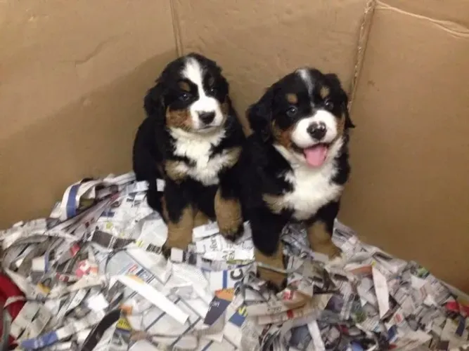 Bernese Mountaing Dog pronta entrega 