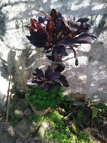 Muda de planta Croton.