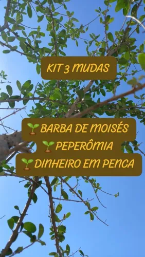 KIT 3 MUDAS = BARBA DE MOISÉS, DINHEIRO EM PENCA,PEPERÔMIA