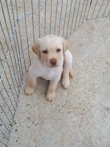 Labrador apaixonantes