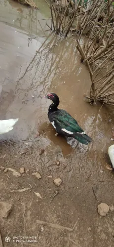 Pato macho adulto