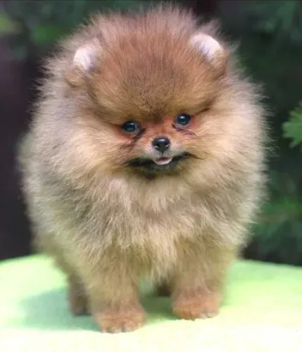 Spitz Alemão O Cão Perfeito para Quem Busca um Amigo Fiel!