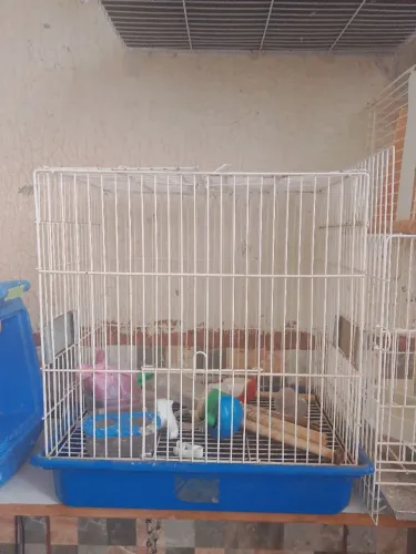 Vendo gaiolas 7