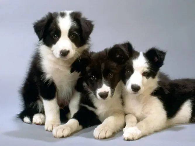 Border Collie Lindos machinhos filhotes com 51 dias garantia de saúde , vacina e pedigree 