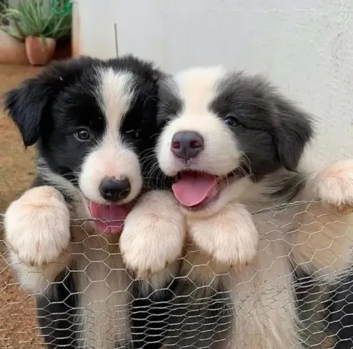Filhotes de Border Collie | Fofos e cheios de ternura!
