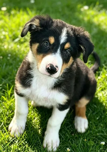 Border collie blue