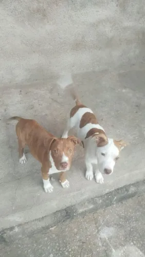 Pit bul filhote 