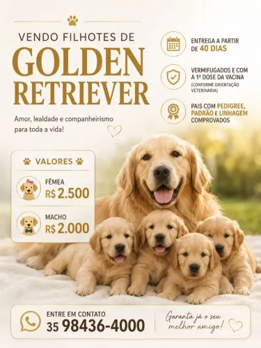 Filhote de Golden Retriever 
