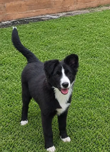 Border collie filhote