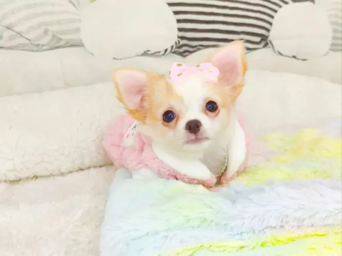 Chihuahua para sua mini bolsa