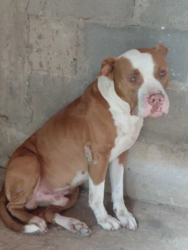 Vendo Pit bull + american bull "PEDIGREE"