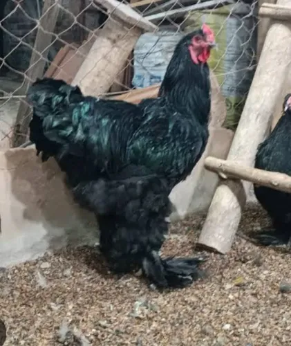 Galinha BRAHMA 