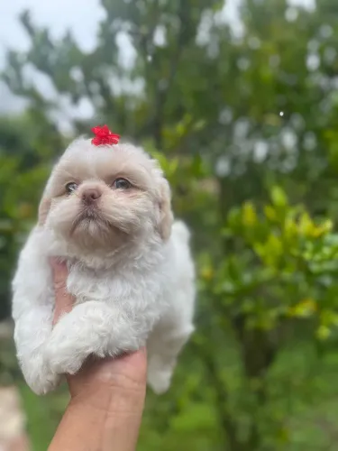 Seu Shih Tzu Está Esperando por Você